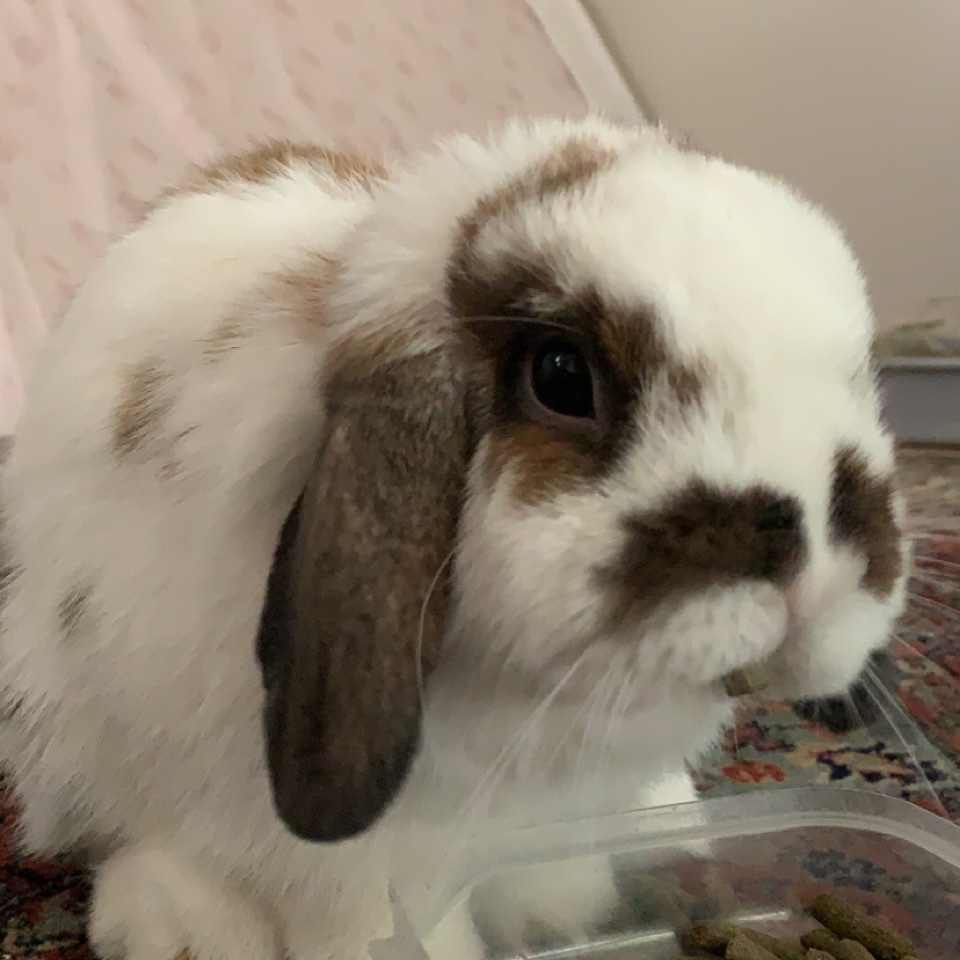 Albus