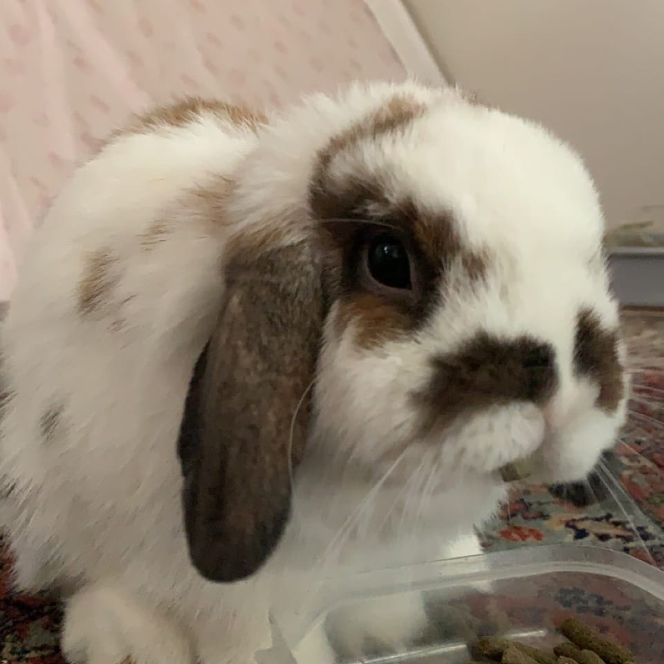 Albus