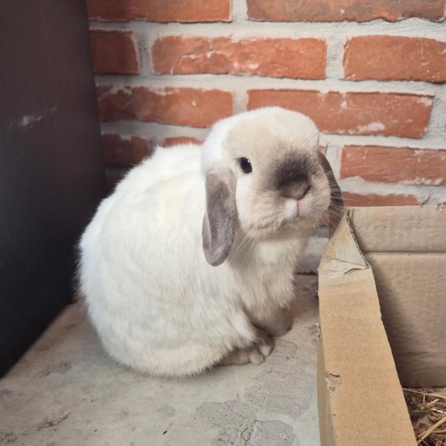 Tsuki