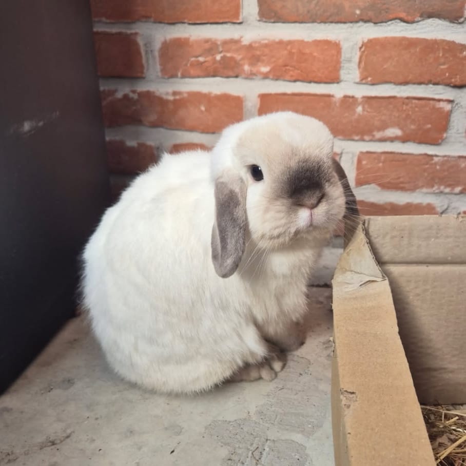 Tsuki