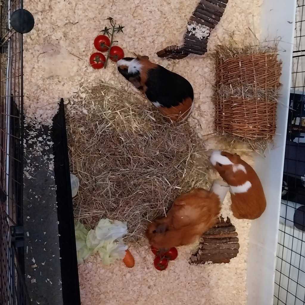 Alexa, Oskar, Linnea