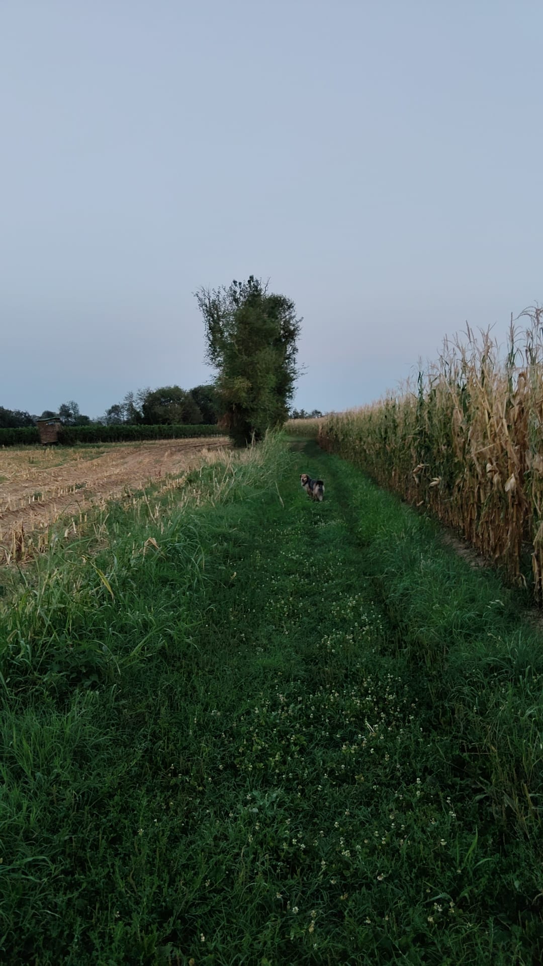 image-15