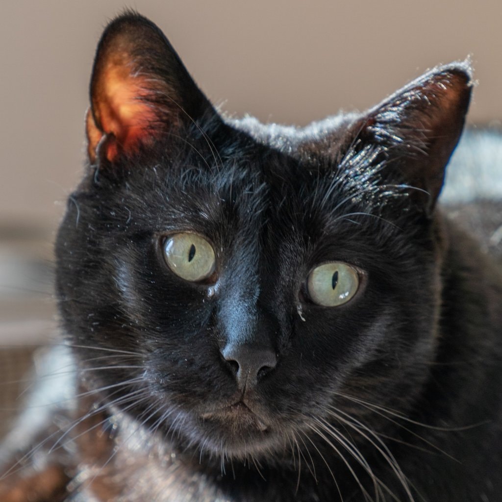 Blacky