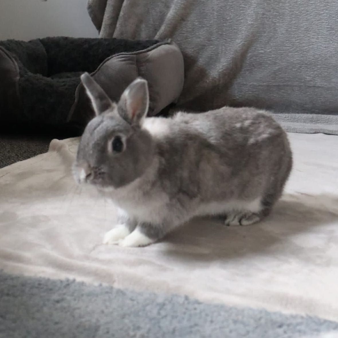 Daisy