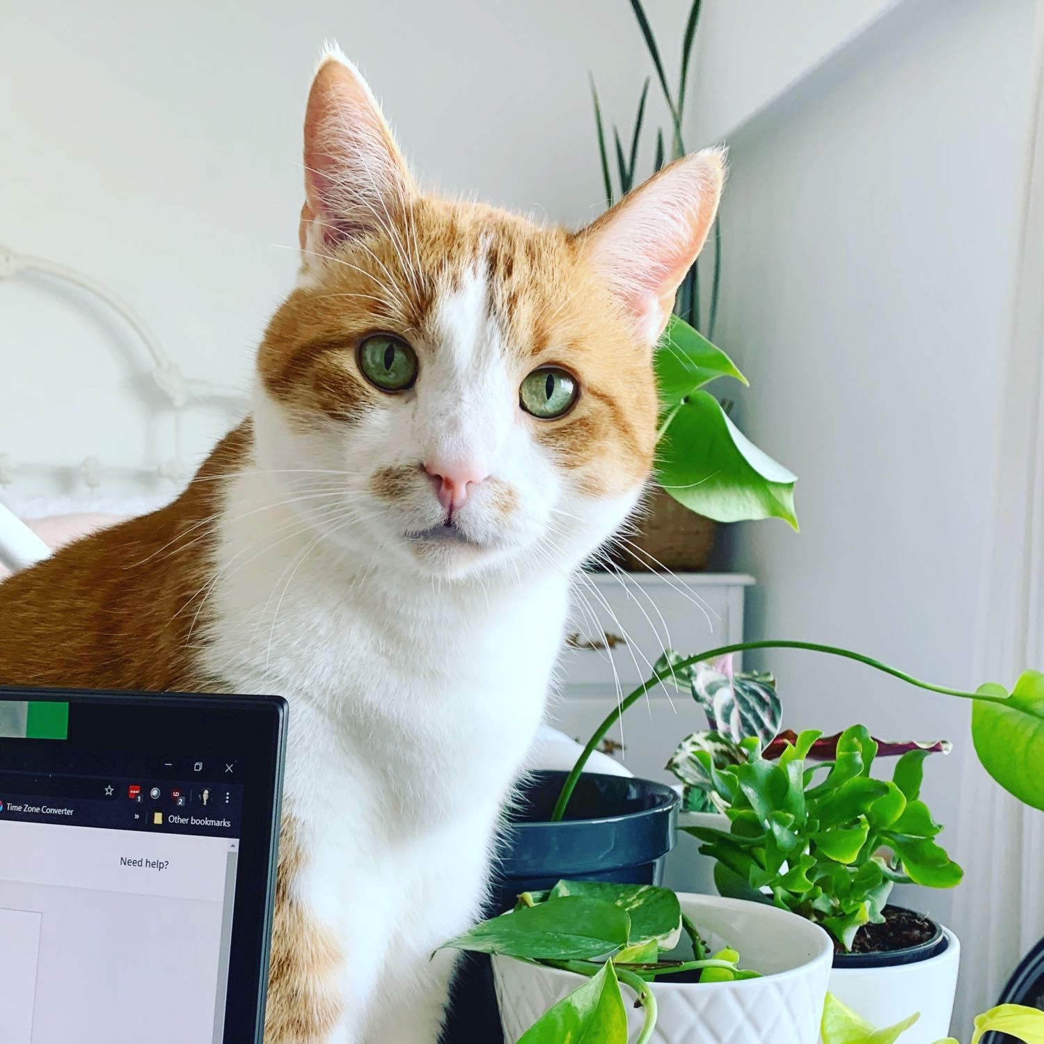 Harvey