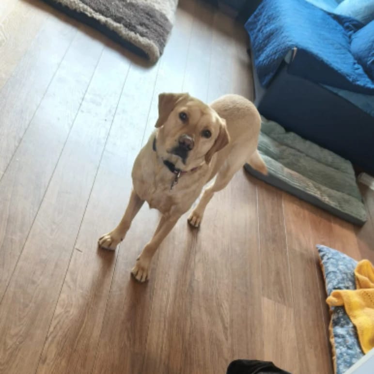 Peanut