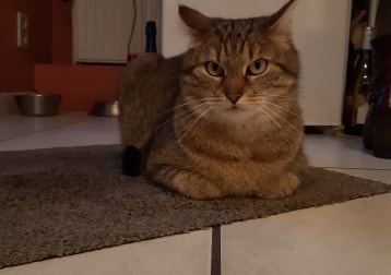 Kito