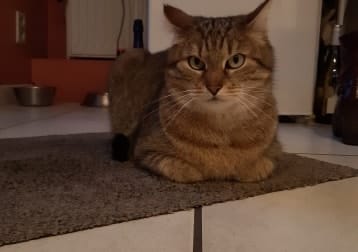 Kito