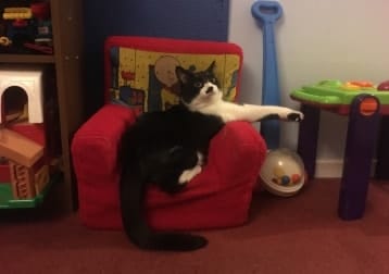 Zorro