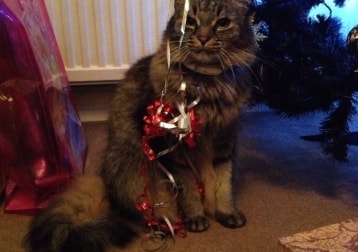 Alfie