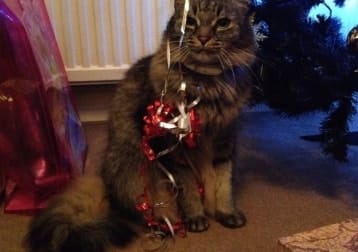 Alfie