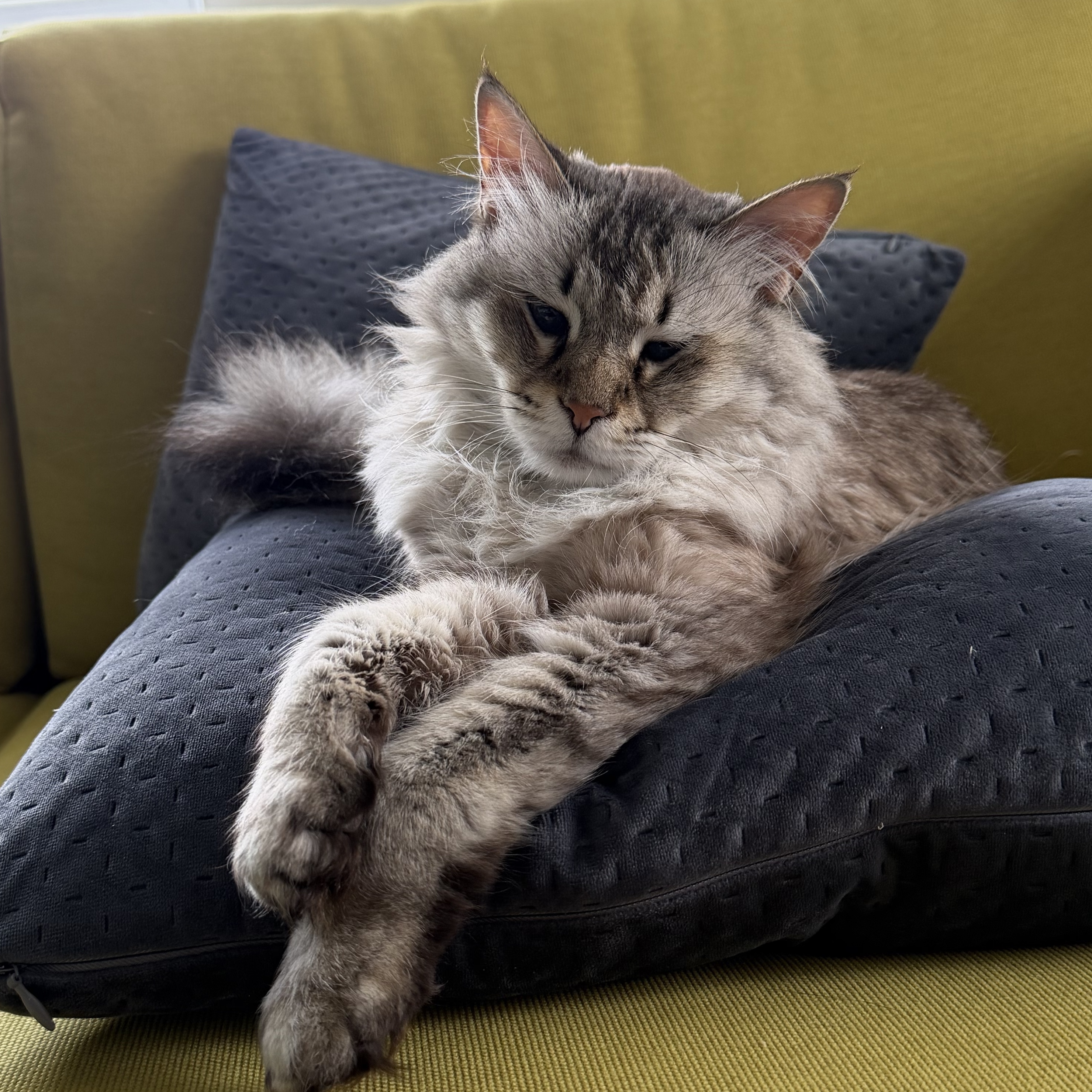 Boycat