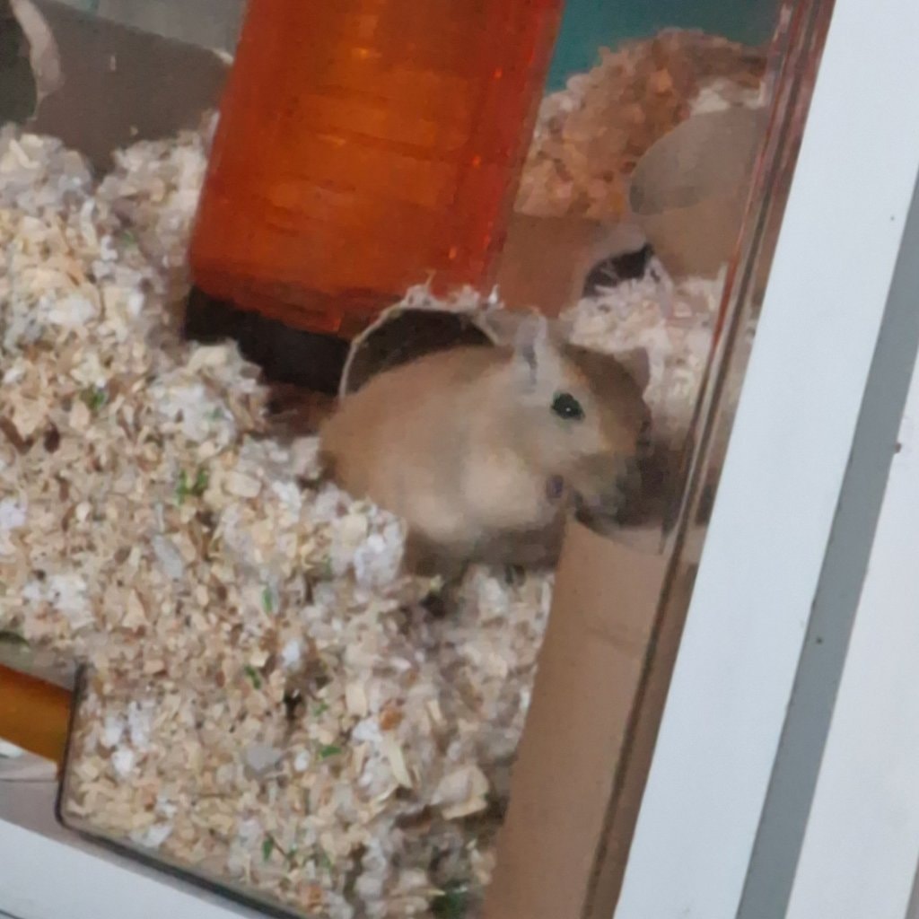 Pesto