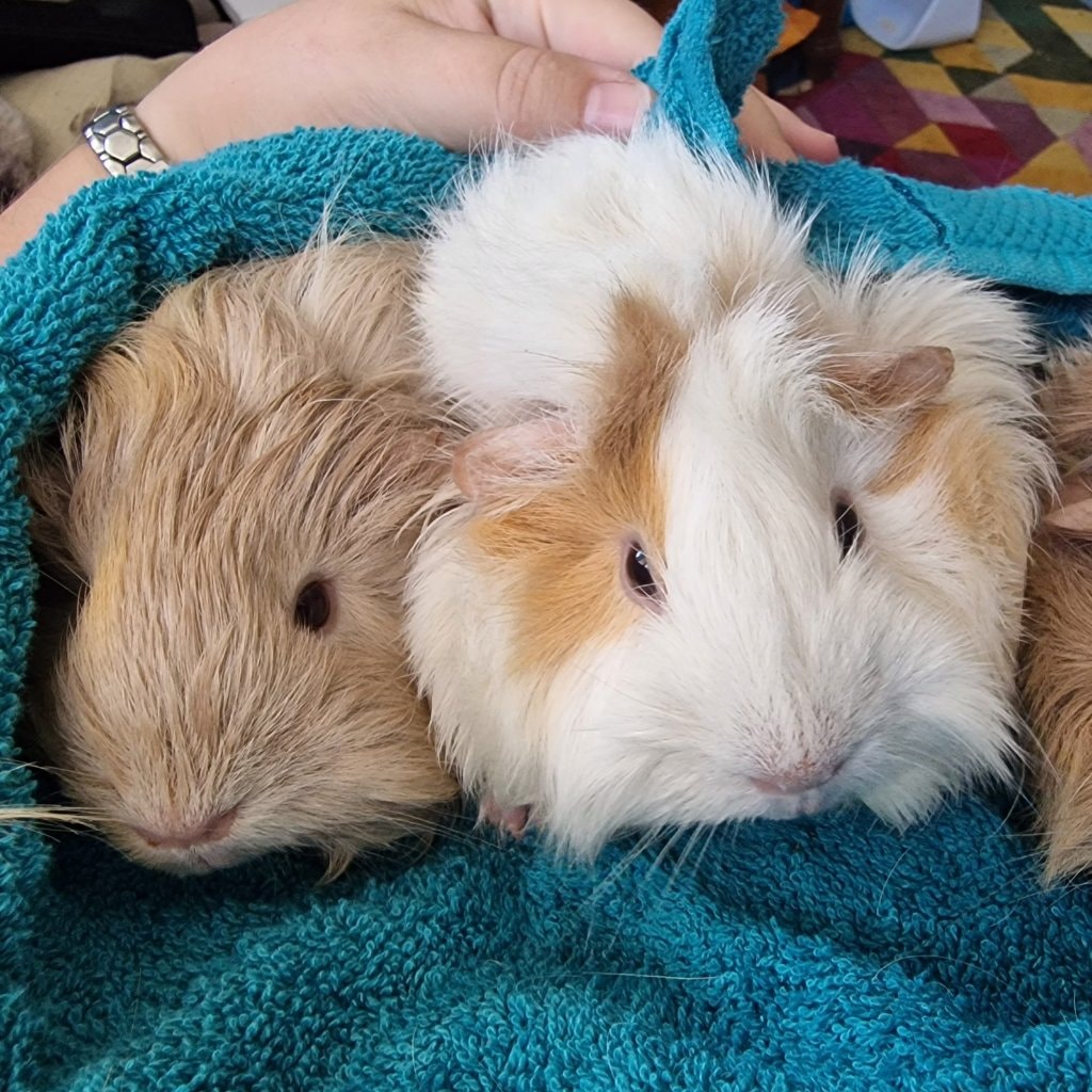 Latte, Toffee, Frappe & Bean