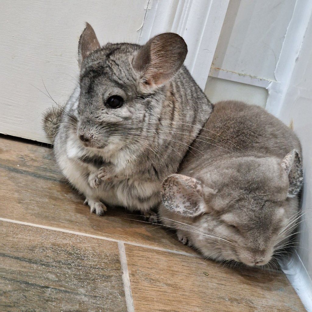 Hope & Raffi