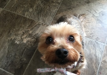 Lacey
