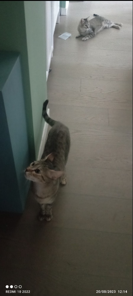 image-10