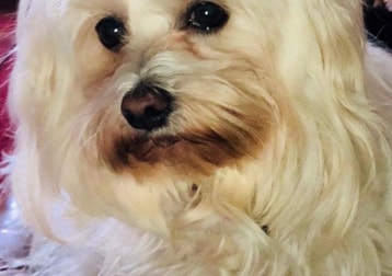 Suki