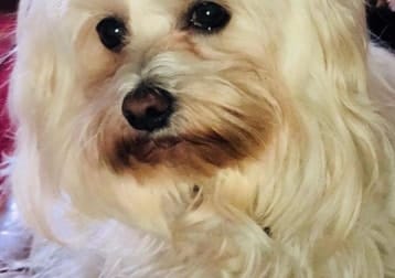 Suki