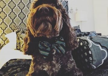 Alfie 