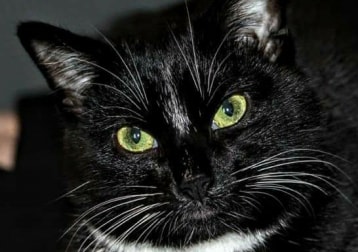 Bagheera