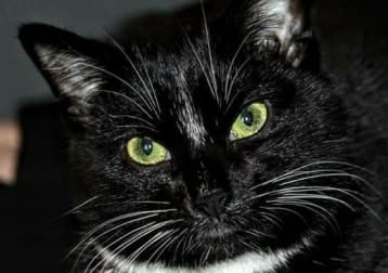 Bagheera