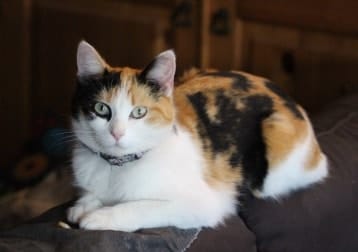 Sophie