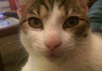 Geoffrey