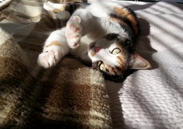 Calico