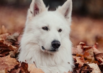 Chinook