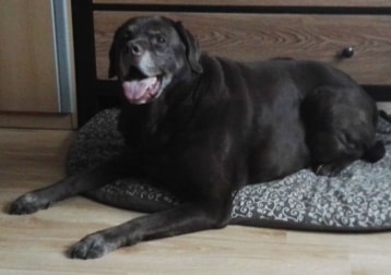 14,5 Jahre, Verstoben Dez. 2017