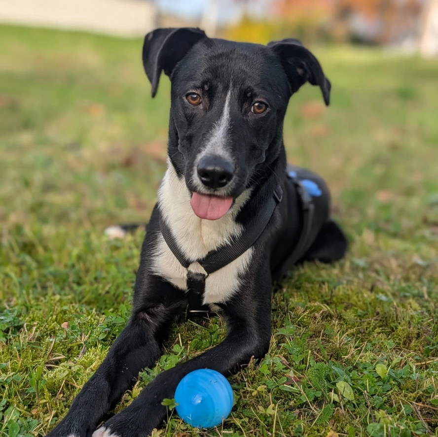 Oreo
