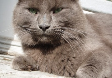 Beau Chat Gris