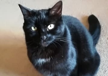 Elvis