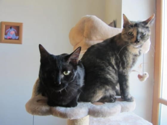 image-7
