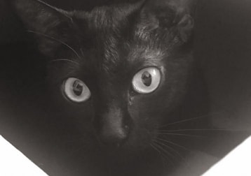 Tofu
