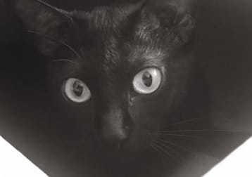 Tofu