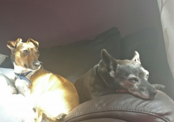 Pip + Odie
