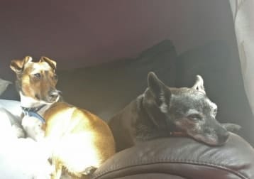 Pip + Odie