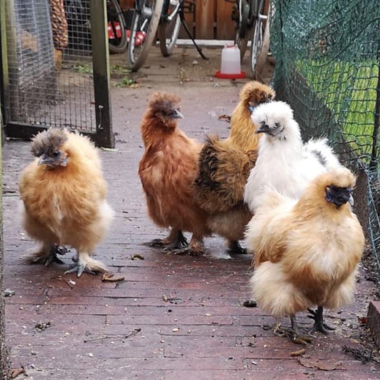 Goulash, Bab, Crispy 