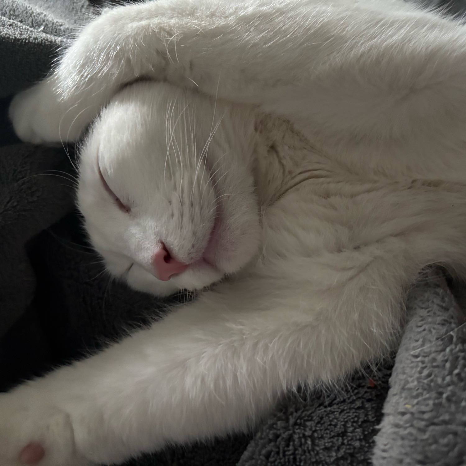 willow