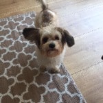 Lou
