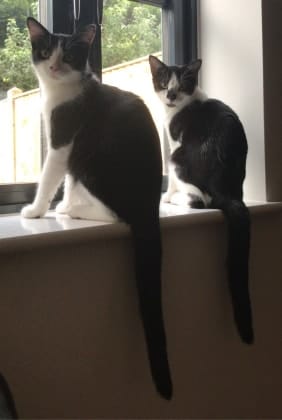 image-35