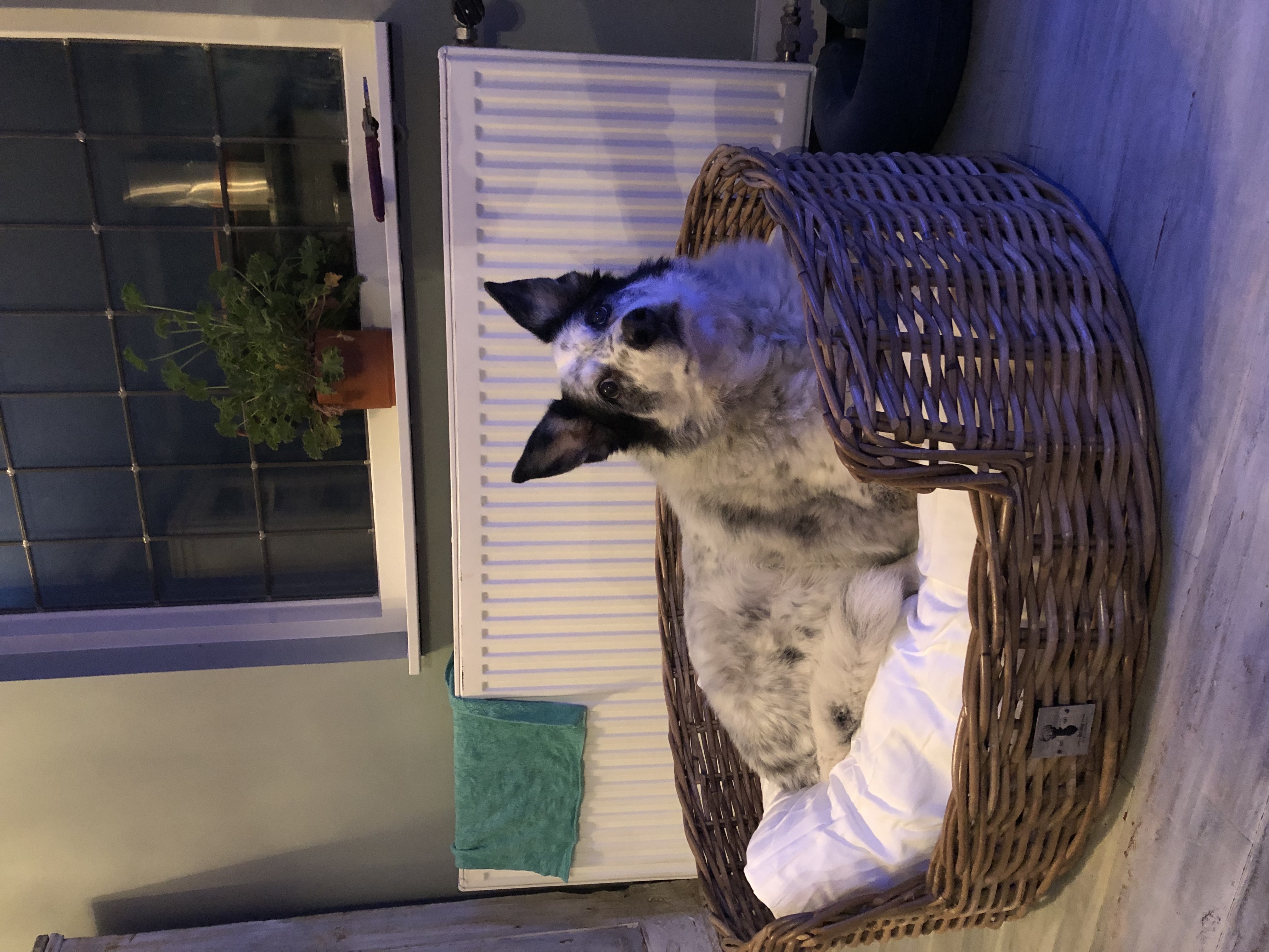 image-7