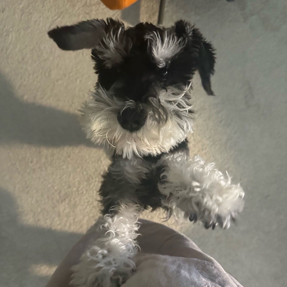 Moosh