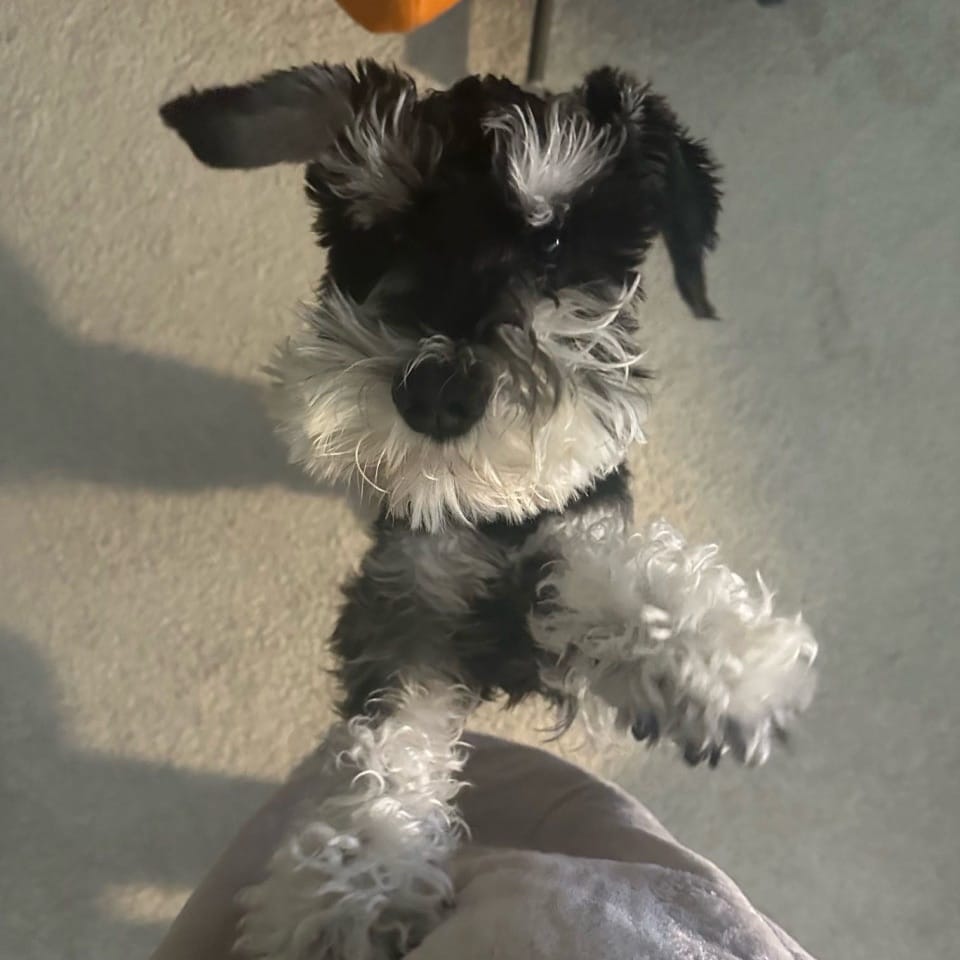 Moosh