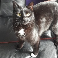 Arwen