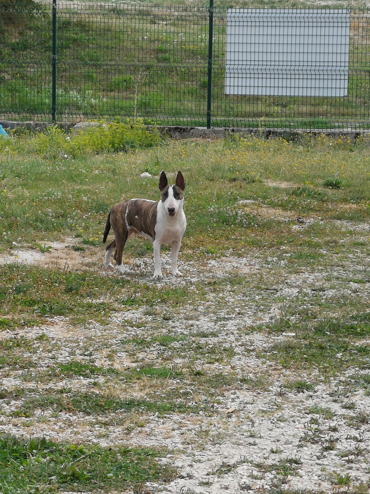 image-19