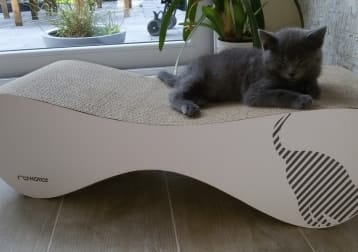 Mimi