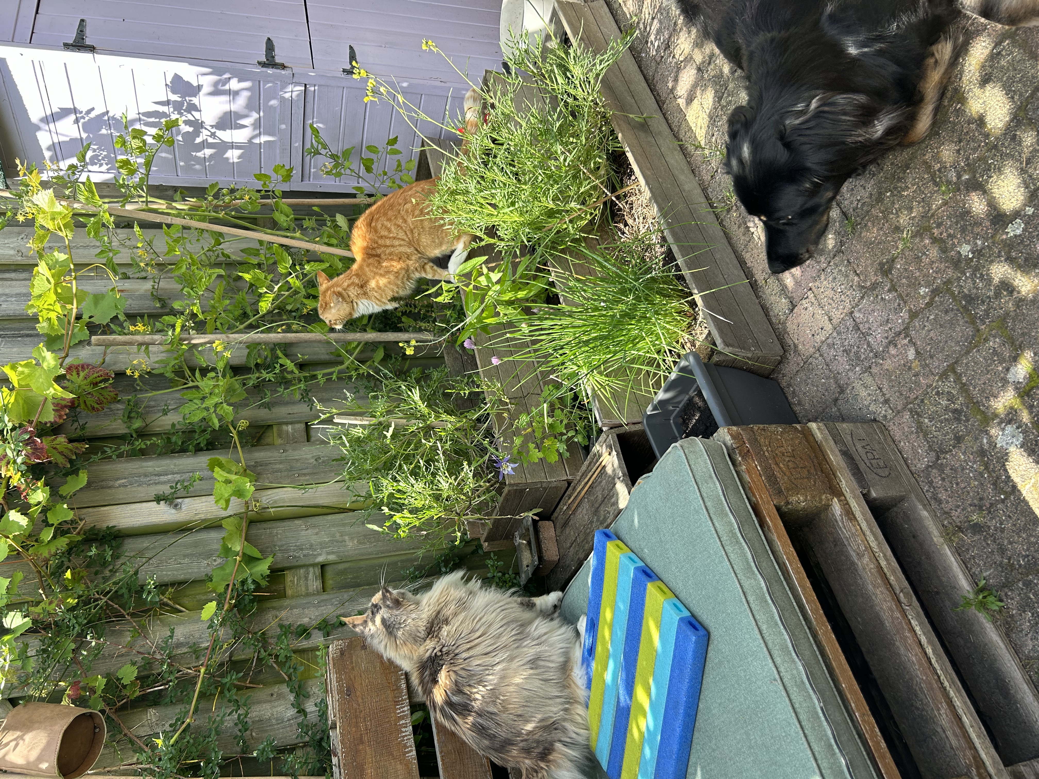 image-5